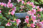 'Wee Bee'