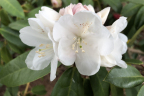 'Helene Schiffner'