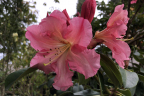 'Naselle'