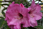 'Qualicum Pride'