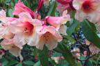 'Jingle Bells'