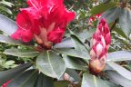 'Markeeta's Flame'