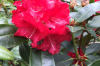 'Markeeta's Flame'