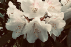 R. morii