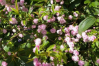 Almond