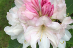 'Pauline Braelit'