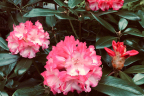 'Pink Pinwheels'