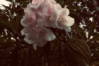 R. morii