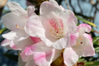 R. roxieanum