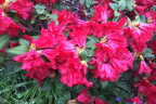 'Scarlet Wonder'