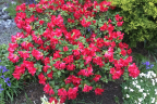 'Scarlet Wonder'