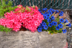 Azalea & Gentian