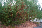 XNC070-P0025209