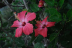 XNC096-Wolfgangs-Hibiscus-Plant._DSC0256