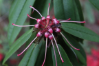 R.-strigillosum-seed-capsules-forming-IMG_2625