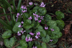 Cyclamen coum