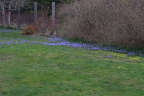 Naturalizing Patch of Blue