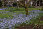 Meadow of Blue	 	 	 Flowers