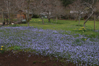 Meadow of Blue	 	 	 Flowers