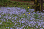 Meadow of Blue	 	 	 Flowers and    Daffodils