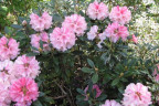 BT1305084a