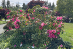 'Anna Rose Whitney' plants (June 6)