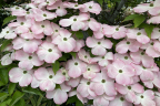 Pink Dogwood flowers (June 6)