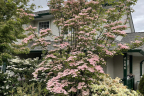 Pink Dogwood tree (June 6)