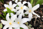 Chionodoxa luciliae 'Alba' (Glory of the Snow) (March 23)