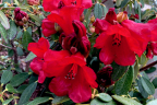 'Royston Red' (March 23)