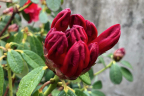 'Royston Red' bud (March 23)