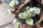 Salix vestita (March 23)