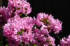 'Hardijzer's Beauty' azaleodendron (May 13)