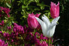 Tulips - 'Tres Chic' and 'Pretty Love'; Azalea 'Girard's Fuchsia' (May 13)