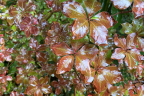 R. quinquefolium - in the rain