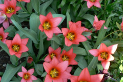 MT0904043