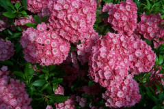 MT0906054