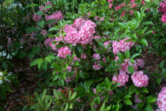 MT0906060