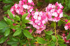 MT0906063