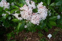 MT0906068