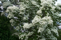 MT0906070