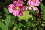 Anemone japonica (Double Pink)