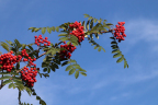 Mountain Ash 'Cardinal Royal'  (Sorbus aucuparia)