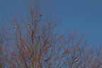 Birds warming up before breakfast (February 1)