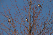 Birds warming up before breakfast (February 1)