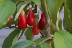 Cornus mas 'Elegant' (Cornelian Cherry - edible drupes)
