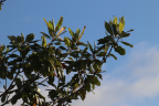 Magnolia grandiflora (June 19)