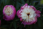 Peonia 'Bowl of Beauty' (June 10)