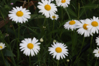 Shasta Daisy (Leucanthemum x superbum) (June 19)