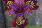 Siberian Iris 'Black Joker' (June 19)